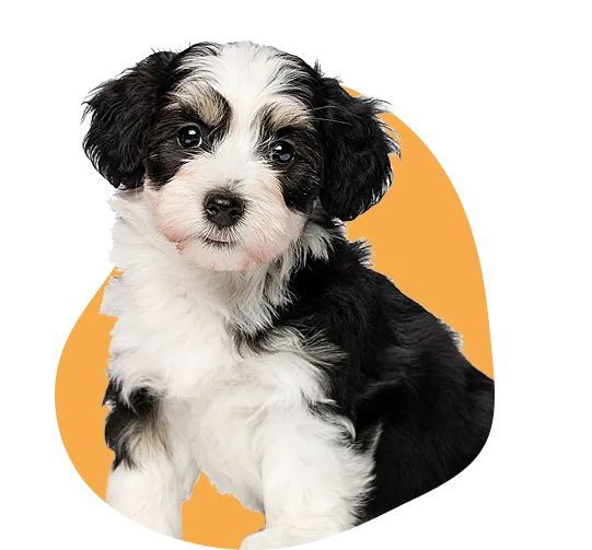 our service provide dogs 